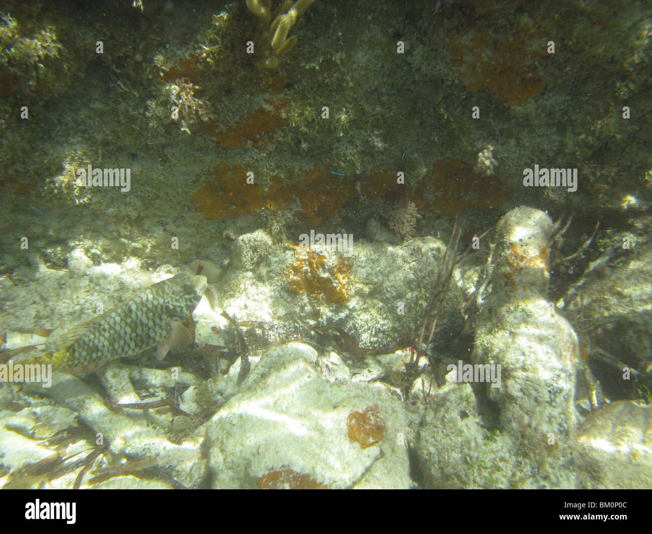 unter Wasser in der Nähe von Fort Jefferson FL Golf von Mexiko Stockfoto