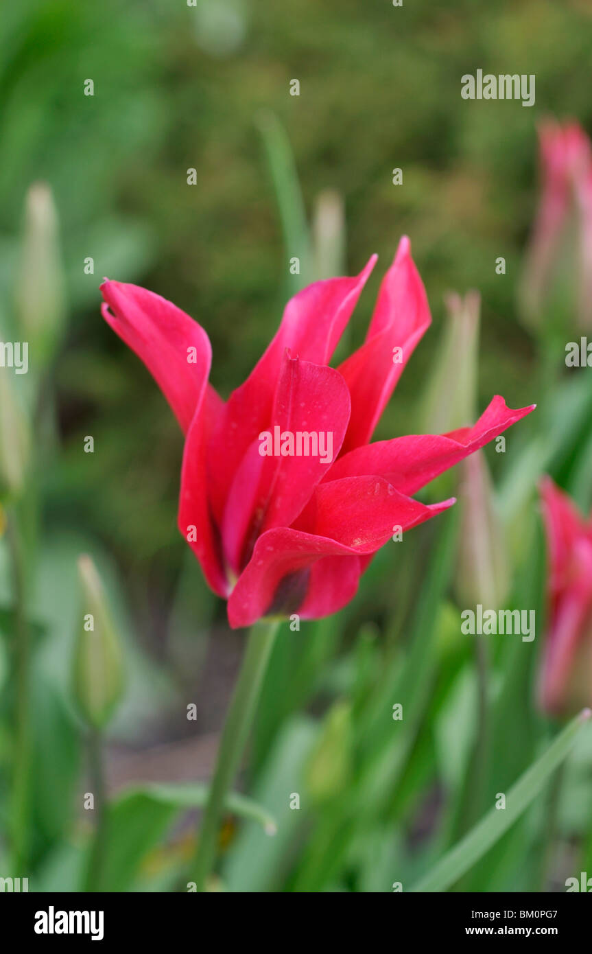 Lily-blühenden Tulpe (Tulipa mariette) Stockfoto