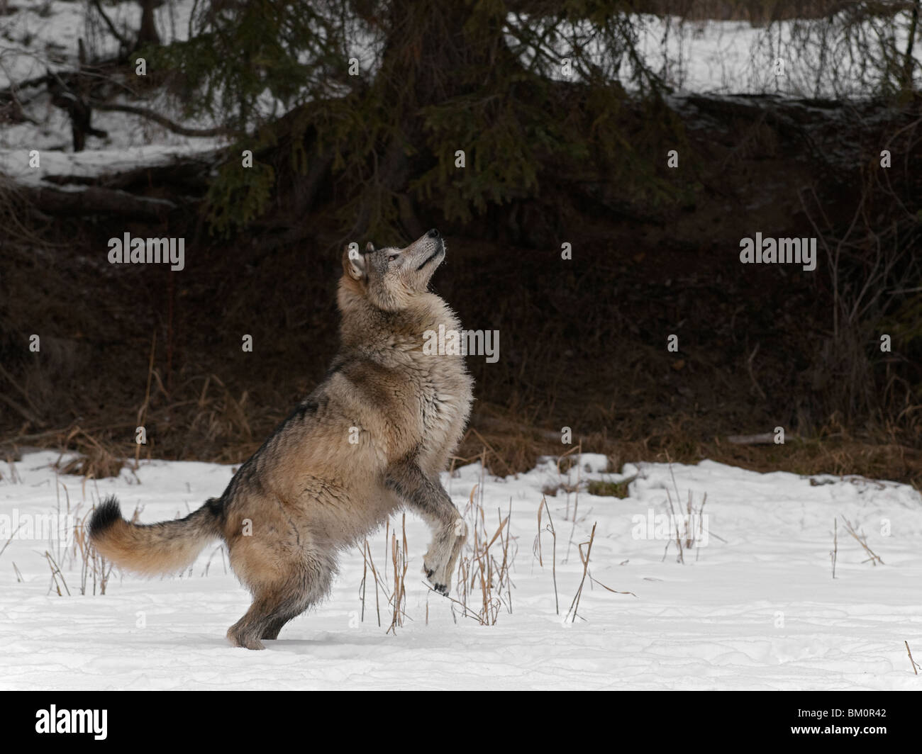 Jumping wolf Fotos und Bildmaterial in hoher Auflösung Alamy