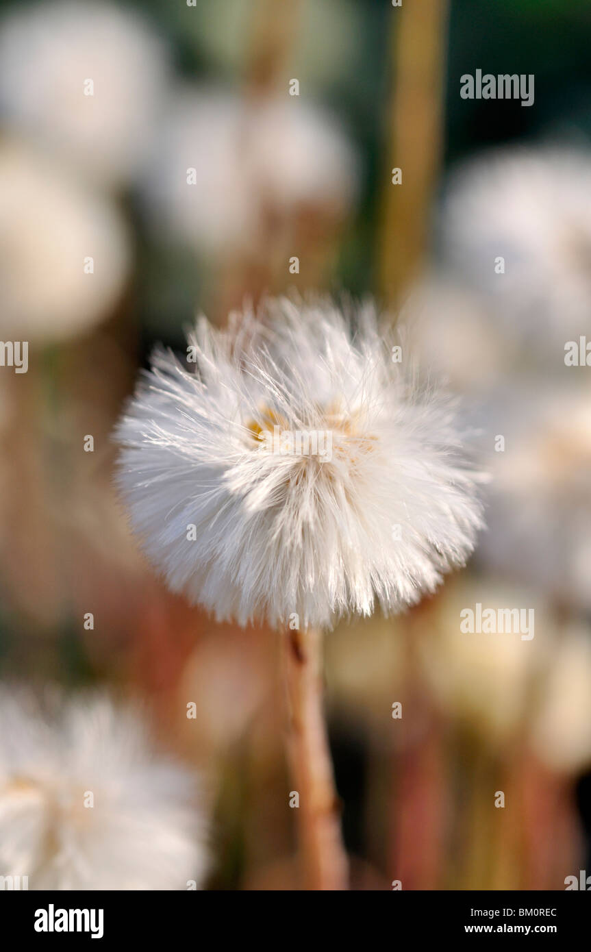 Huflattich (Tussilago farfara) Stockfoto