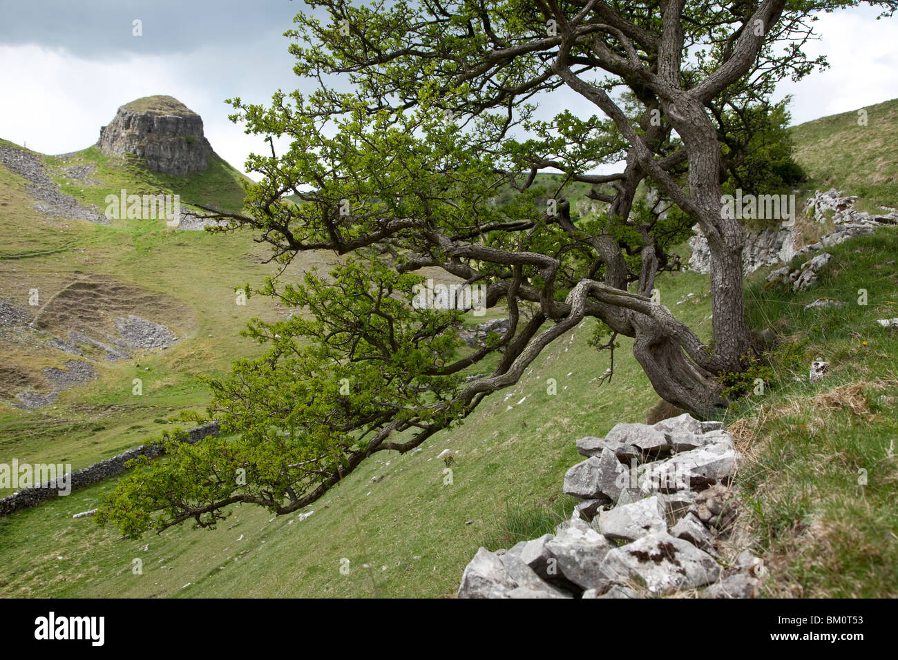 Weißdorn, wächst aus Kalkstein Felsen, Cressbrook Dale, Derbyshire Stockfoto
