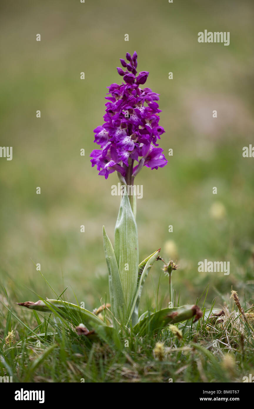 Frühe lila Orchidee, Orchis Mascula, Cressbrook Dale, Derbyshire Stockfoto
