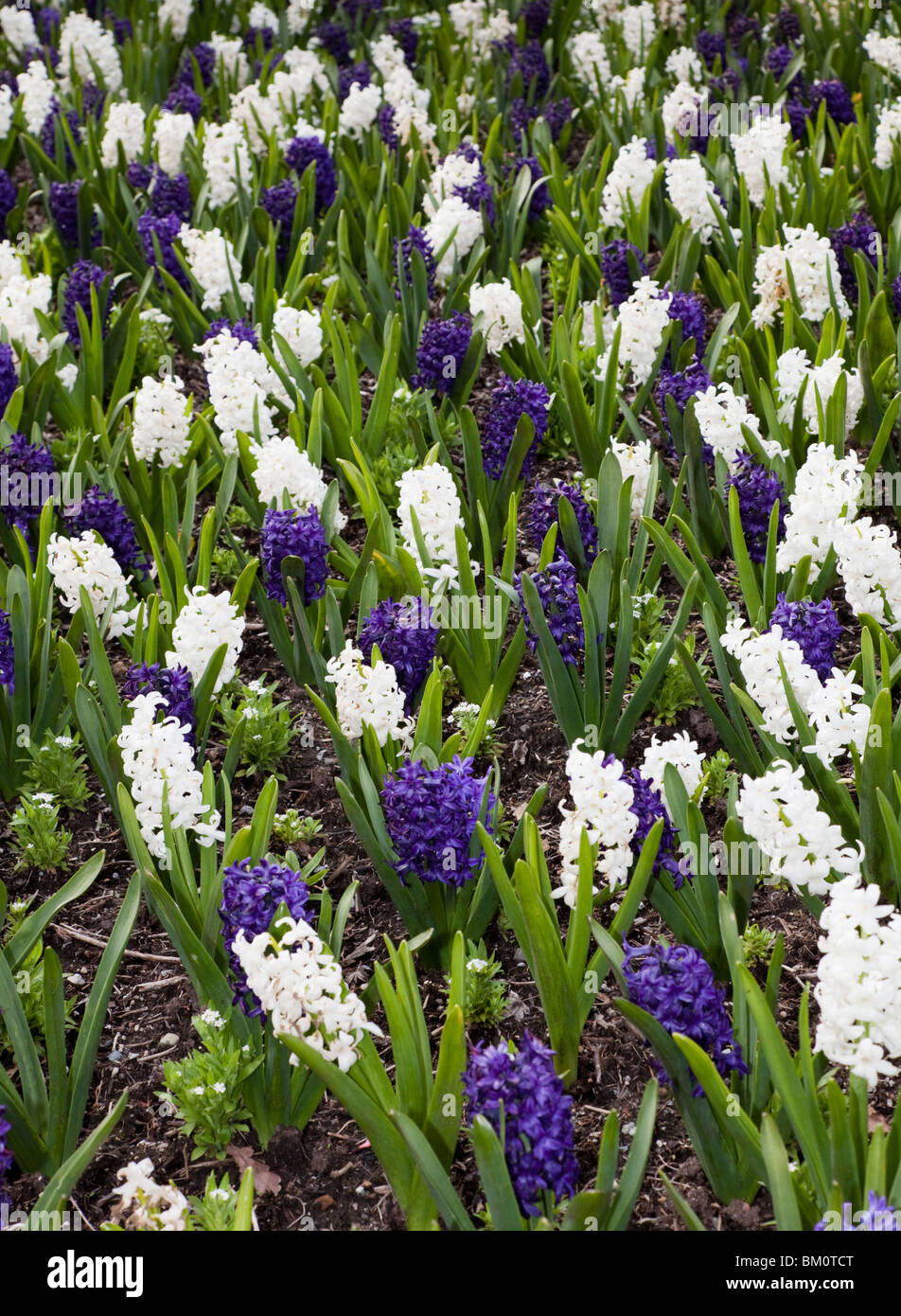 Weiße und blaue Hyazinthe für Hintergrund Stockfoto