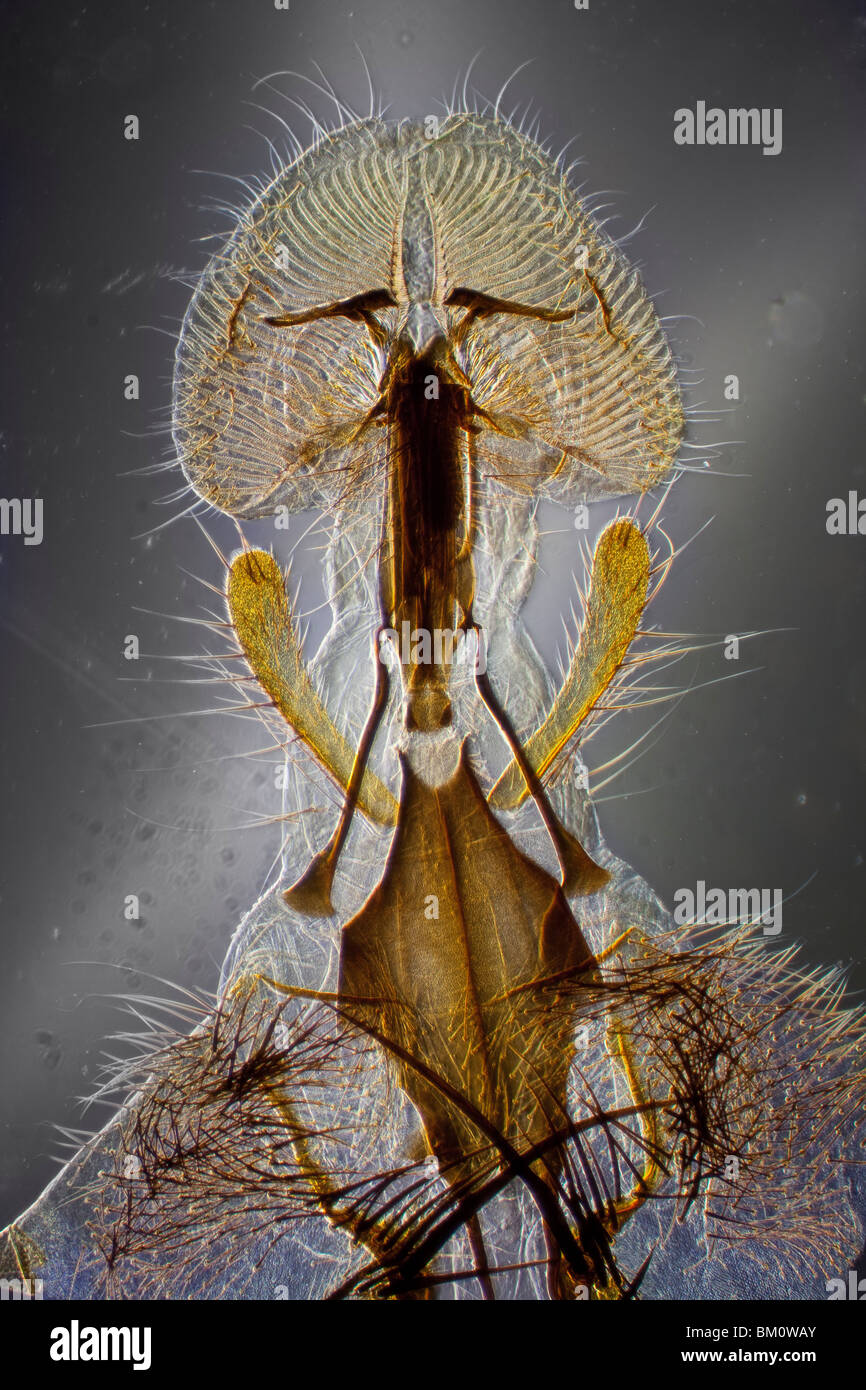 Eine Schmeißfliege Rüssel Detail Mikrophotographie Stockfoto