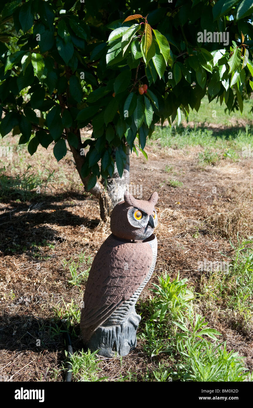 Eine plastische Eule hält Vögel weg von der reifenden Kirschen auf dem Kirschbaum. Stockfoto