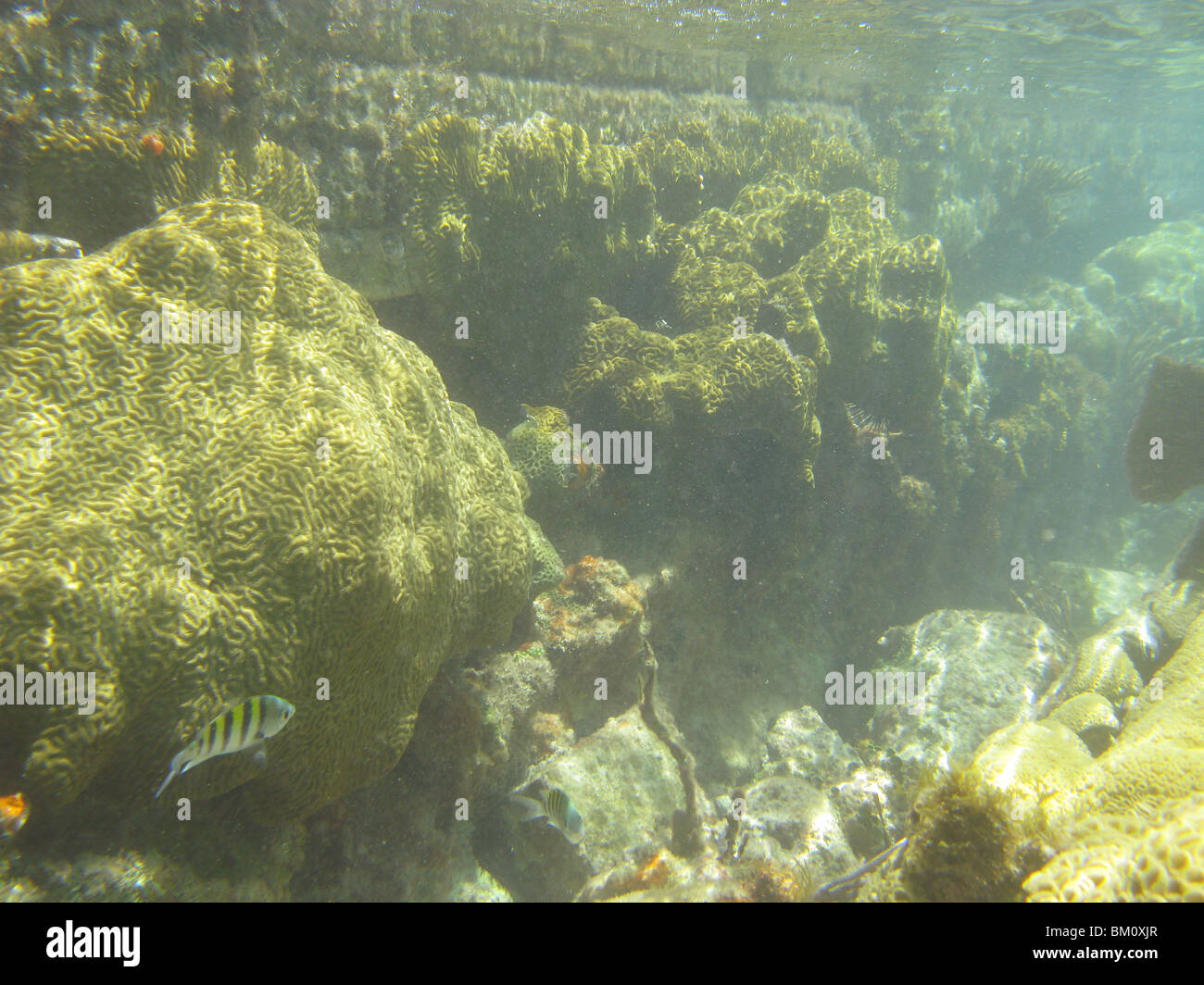 unter Wasser in der Nähe von Fort Jefferson FL Golf von Mexiko Stockfoto