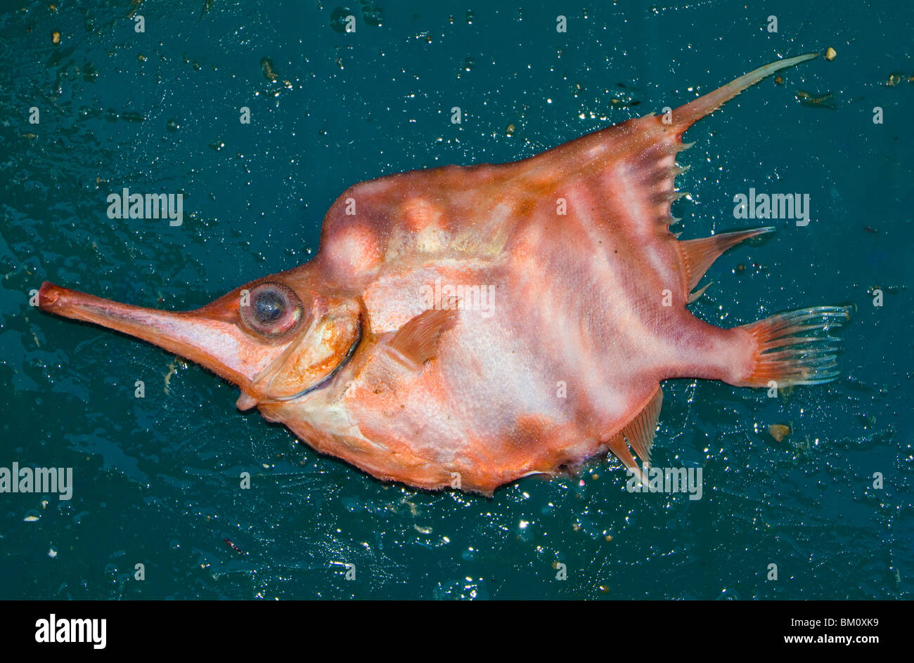 Ein Blick auf das Leben in Neuseeland. Gebänderter Banderfisch (Centriscops humerosus), der gerade von einem Küstenschleppnetzfischer gelandet ist. In der Regel verworfen. Stockfoto