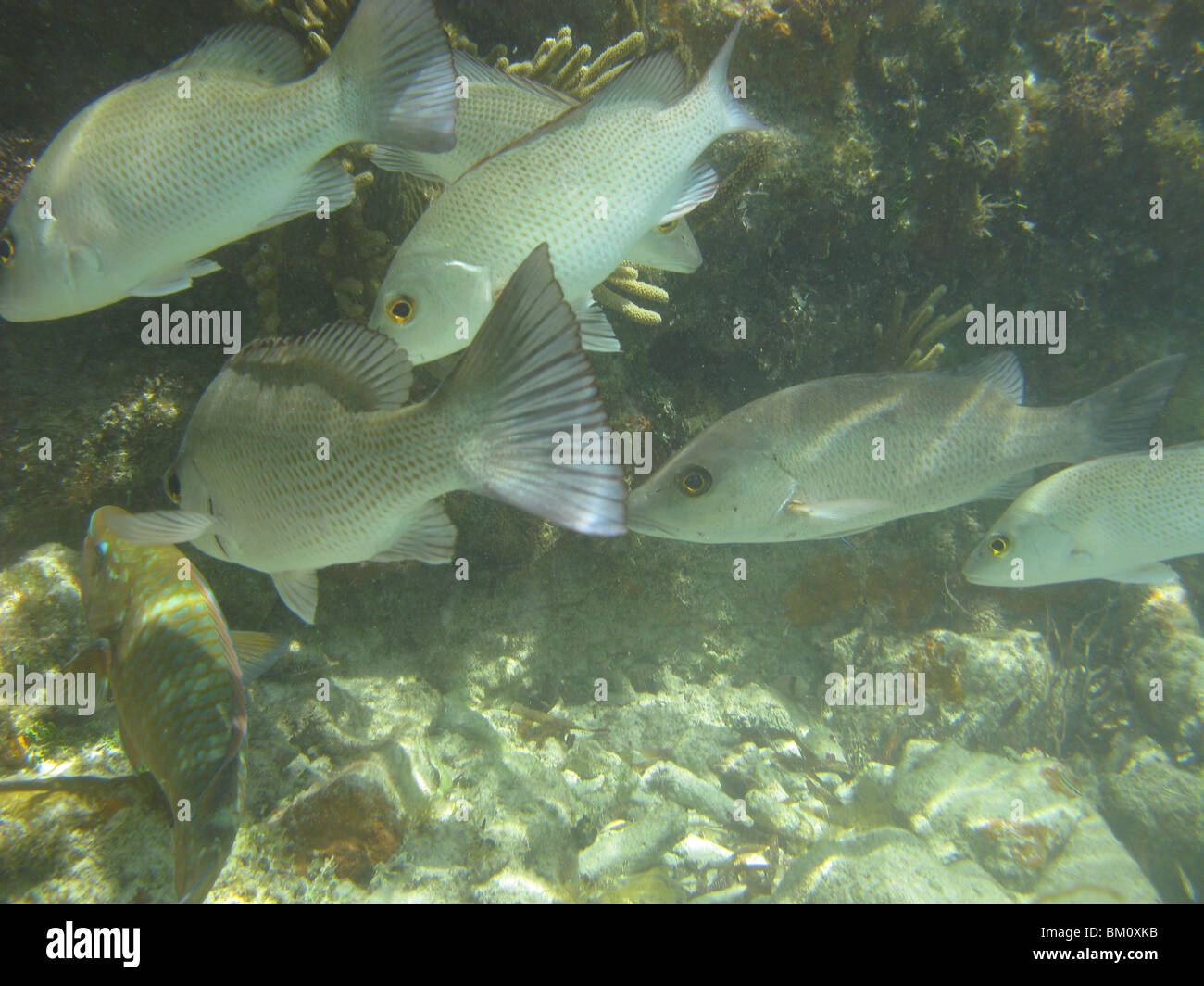 unter Wasser in der Nähe von Fort Jefferson FL Golf von Mexiko Stockfoto