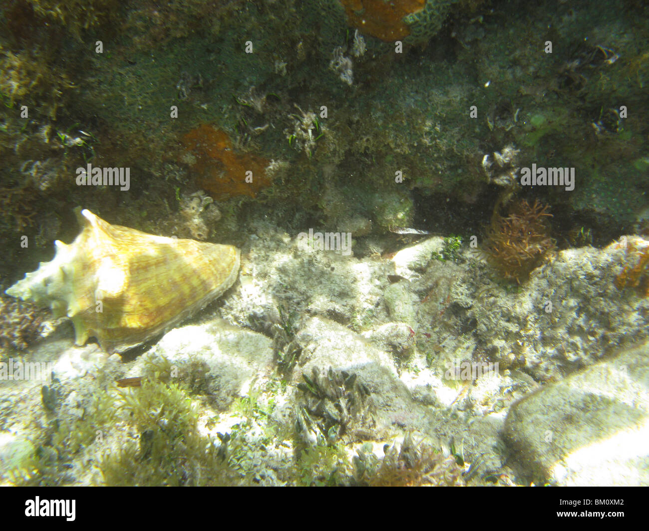 unter Wasser in der Nähe von Fort Jefferson FL Golf von Mexiko Stockfoto