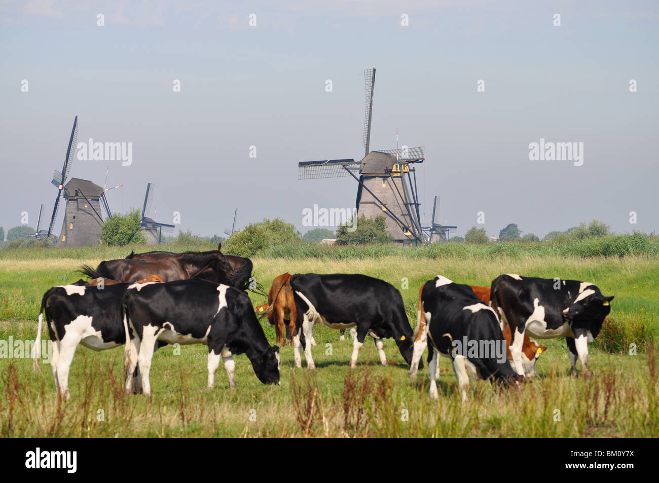 Holländische Kühe in der Nähe von Mühlen in Kinderdijk Stockfoto