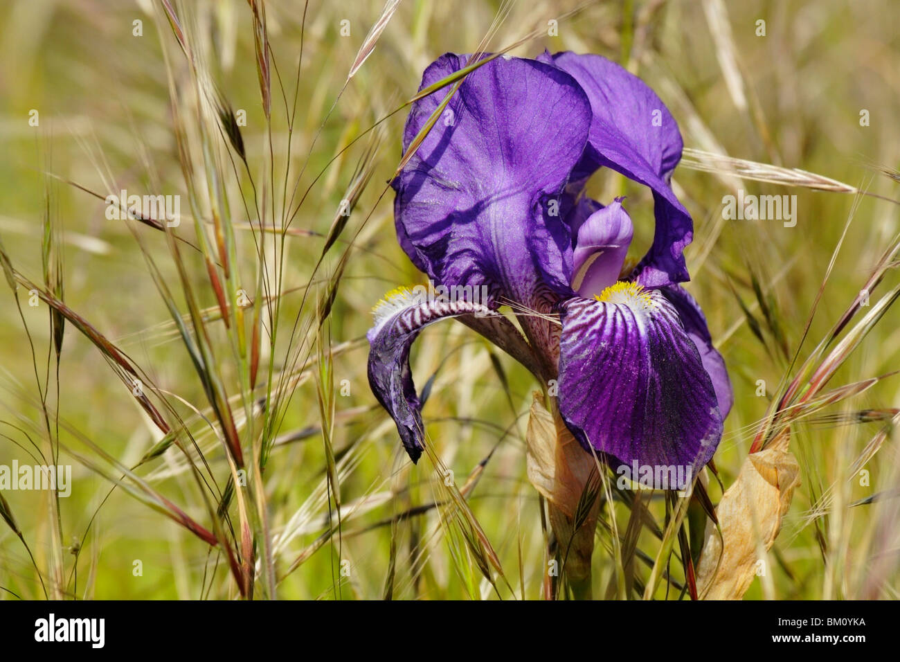 Wilde iris blume Fotos und Bildmaterial in hoher Auflösung Alamy