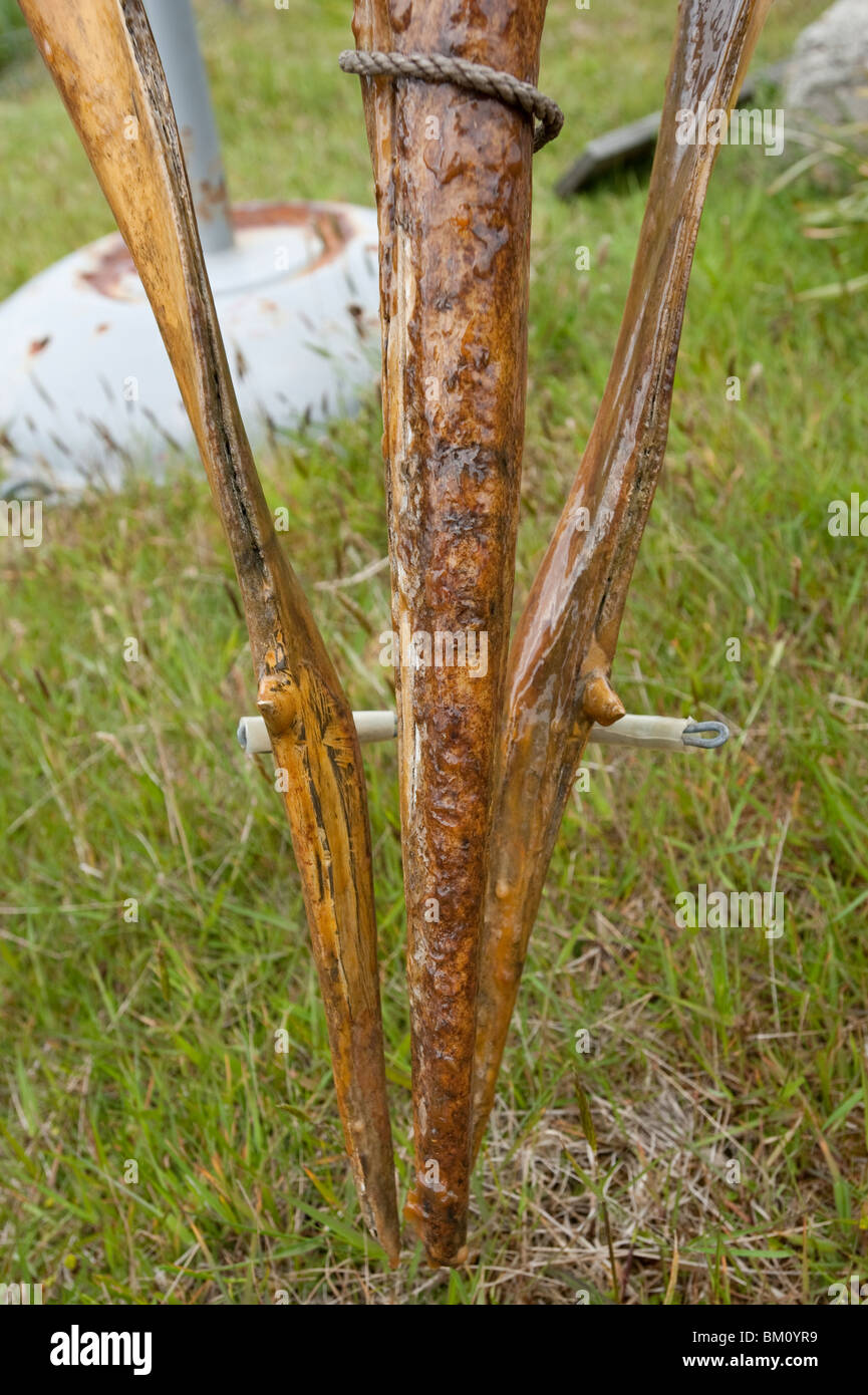 Der Schnabel Grauwal, Mesoplodon Grayi, Schädel, Falkland-Inseln, Stanley, seltene Schädel ein Stranded Schnabel Wal-Arten Zähne Stockfoto