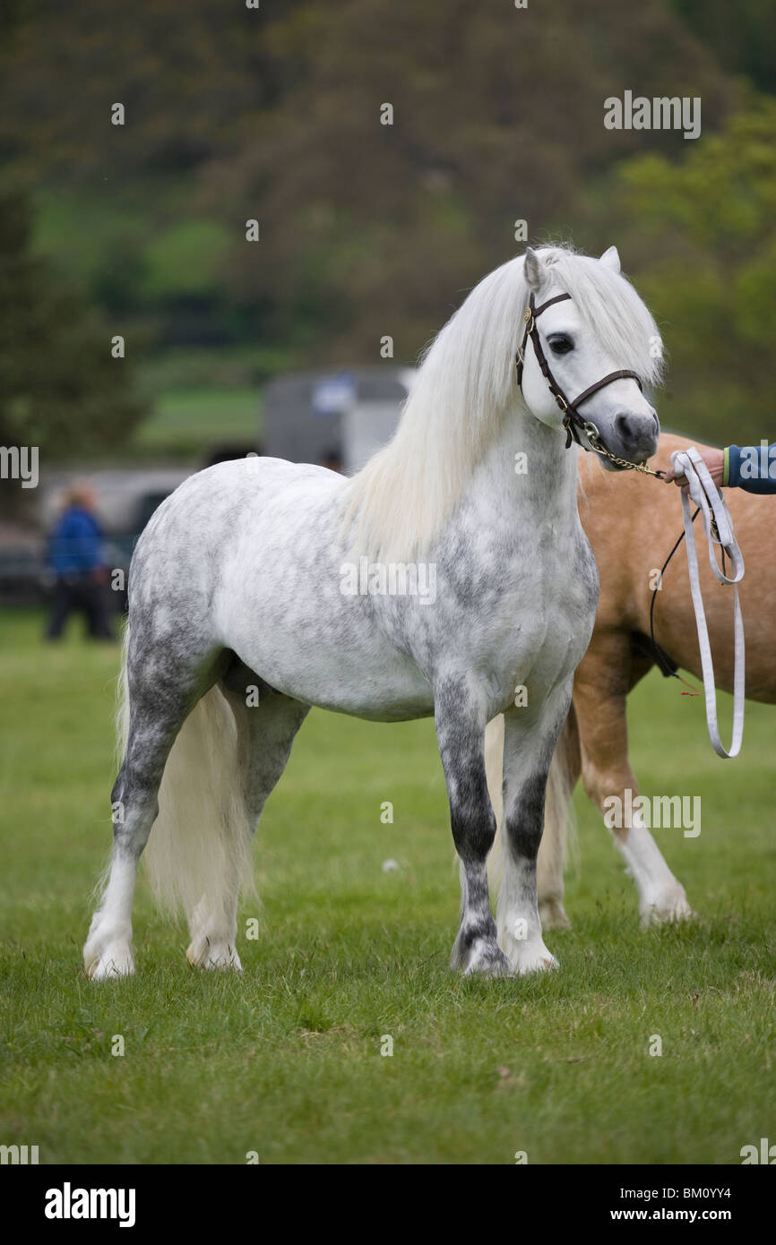 Pferd Welsh Mountain Pony Ponys Wales Show Tier Stockfoto