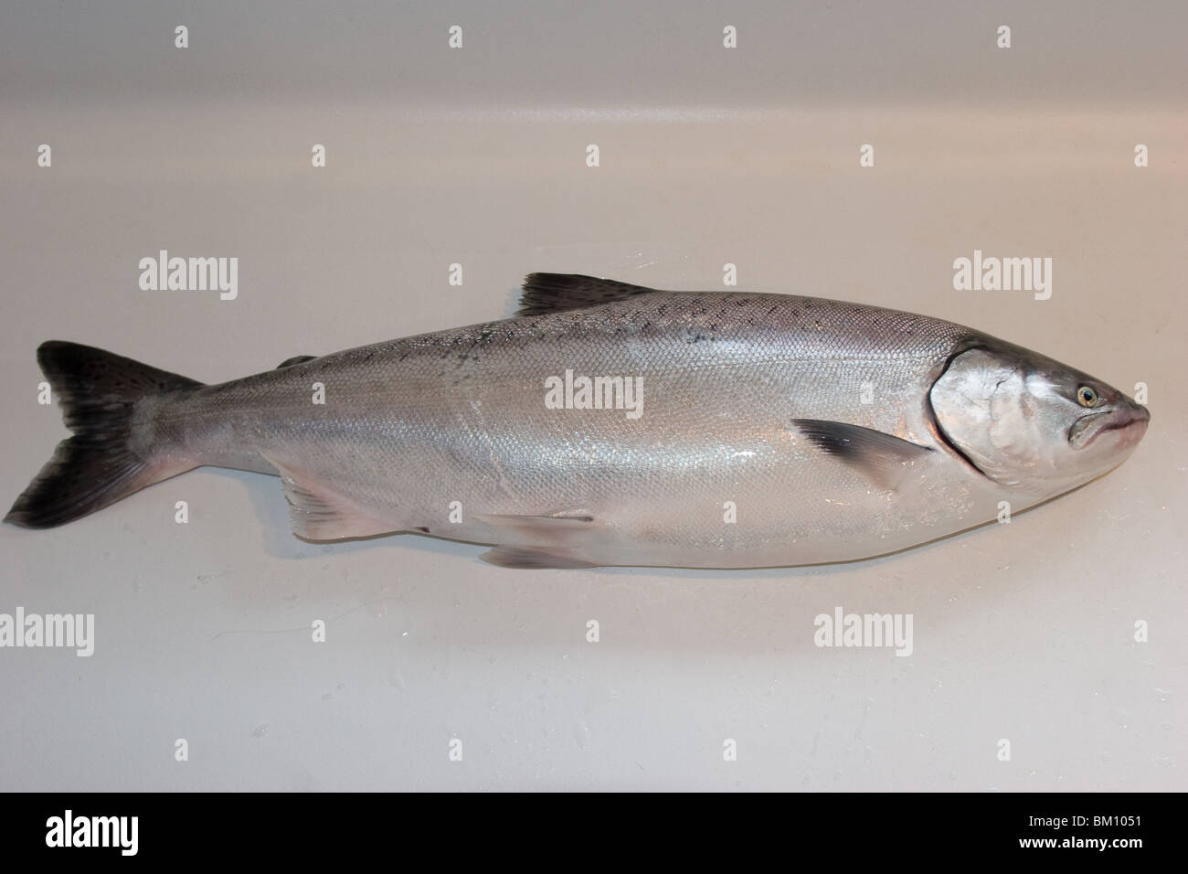 Frisch gefangen, King Salmon (Königslachs). Gefangen während Spinnfischen in meinem örtlichen Fluss. Stockfoto