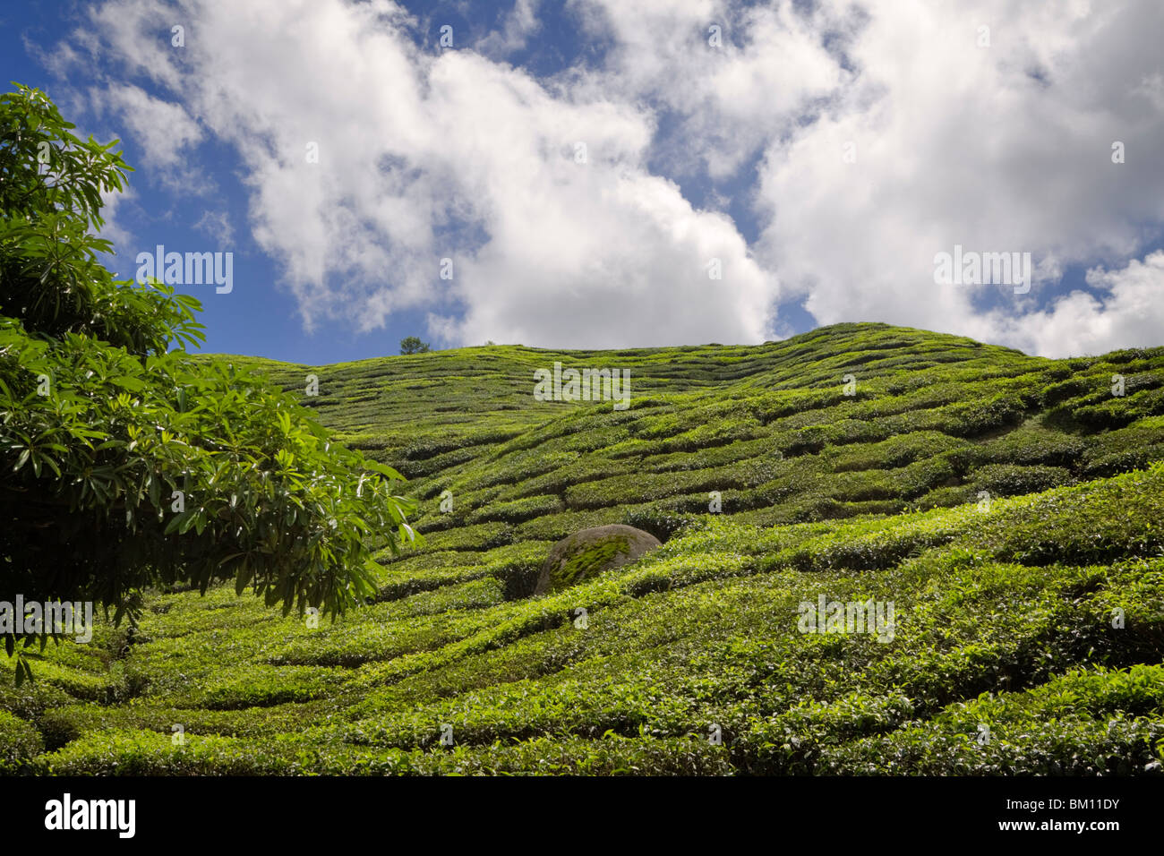 BOH Tee Sungei Palas Tee Plantage, Cameron Highlands, Malaysia. Terrassierte Hänge in großer Höhe sind ideal für den Anbau von Tee. Stockfoto