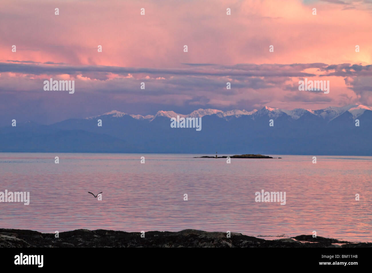 Ein Adler fliegt in Richtung der Olympischen Berge von Rindern Point, Victoria, über die Juan De Fuca bei Sonnenuntergang Stockfoto