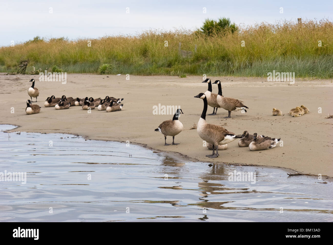 Ein Blick auf das Leben in Neuseeland. Drei Familien von Kanadagänsen (Branta canadensis) am Flussufer. Stockfoto