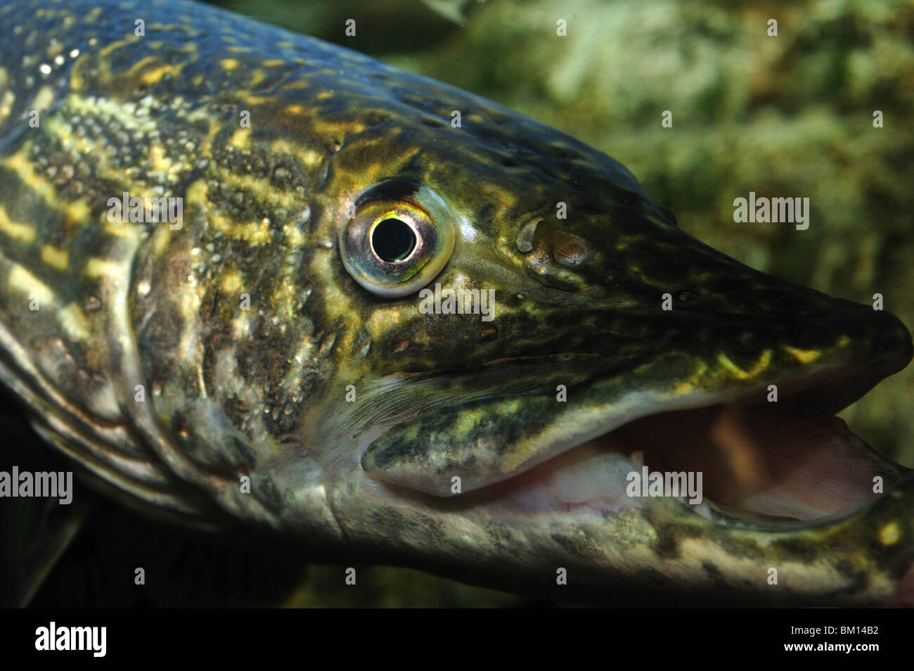 Nordhecht esox lucius -Fotos und -Bildmaterial in hoher Auflösung – Alamy