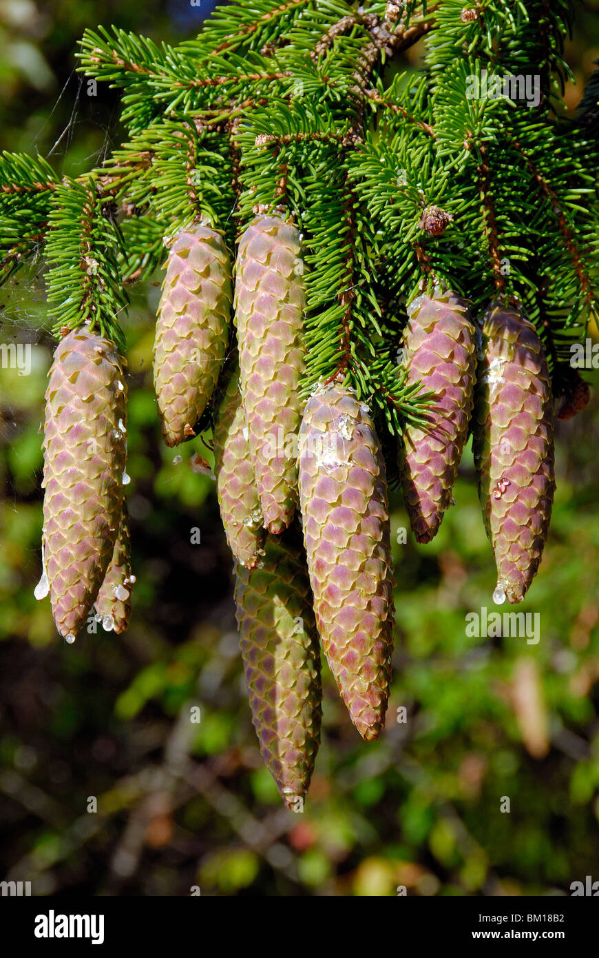 Zapfen, Picea Abies Fichte Stockfoto