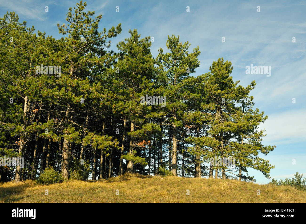 Pinus Nigra, Europäische Schwarzkiefer Stockfoto