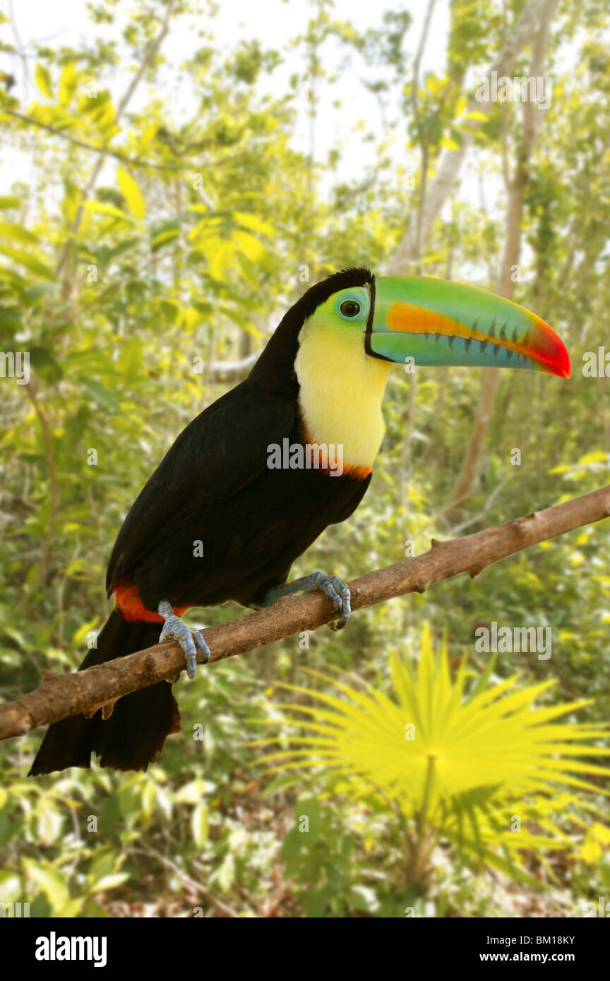 Tukan Kee in Rechnung Tamphastos Sulfuratus auf den Dschungel Stockfoto