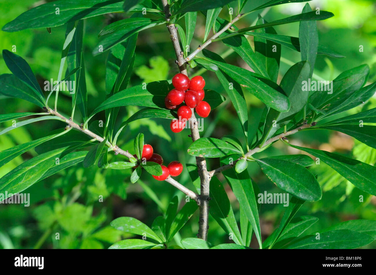 Daphne Mezereum Obst Stockfoto