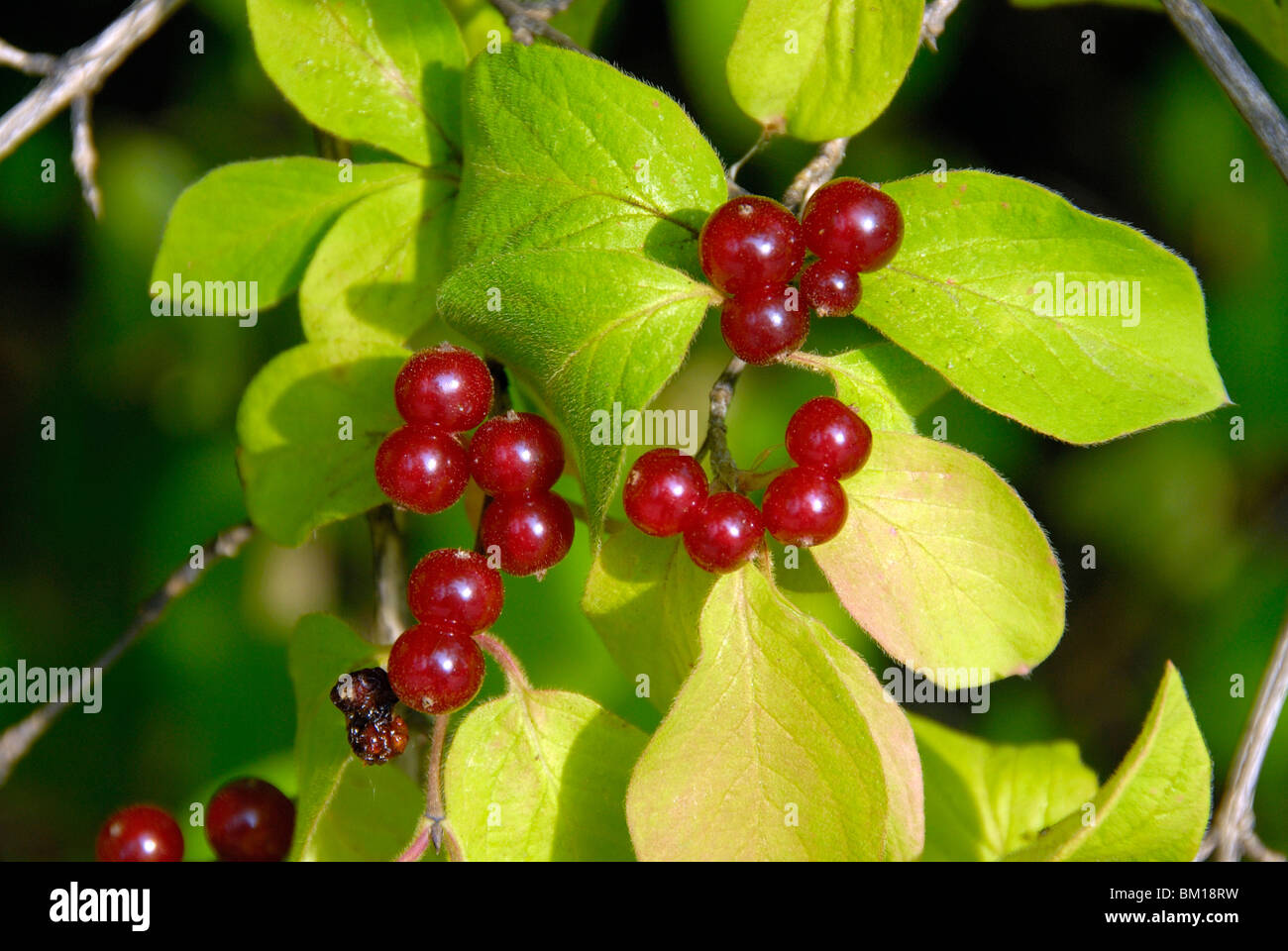 Lonicera Xylosteum, rote Heckenkirsche Stockfotografie - Alamy