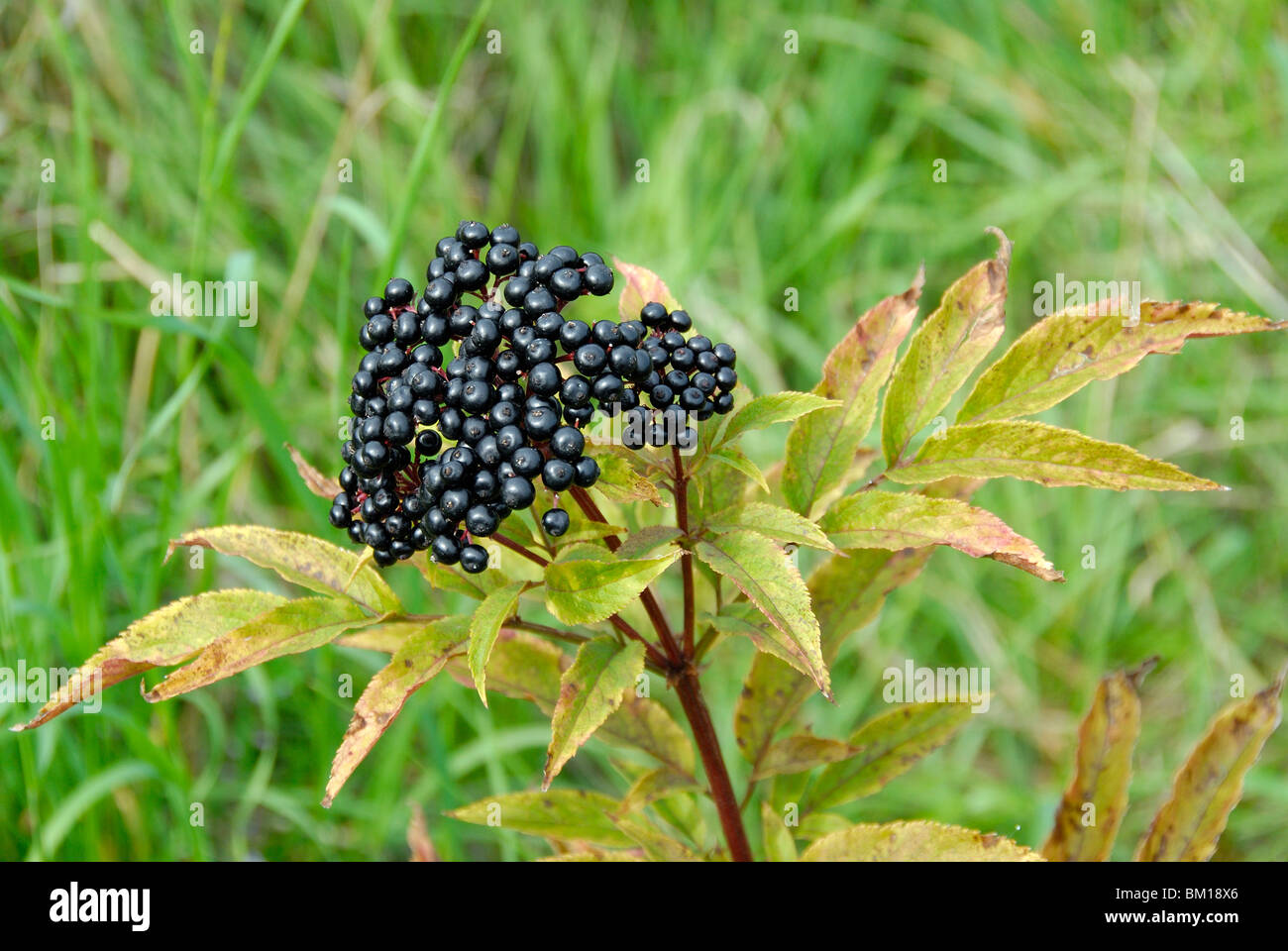 Sambucus Ebulus, Danewort Stockfoto