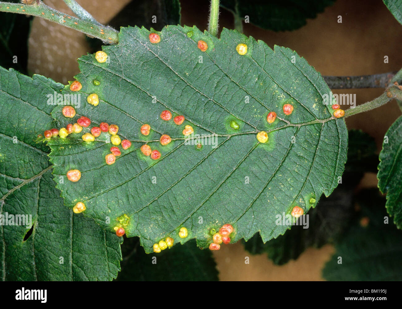 Phytoptus Laevis Gall auf Alnus Incana, grau oder gesprenkelten Alder Stockfoto