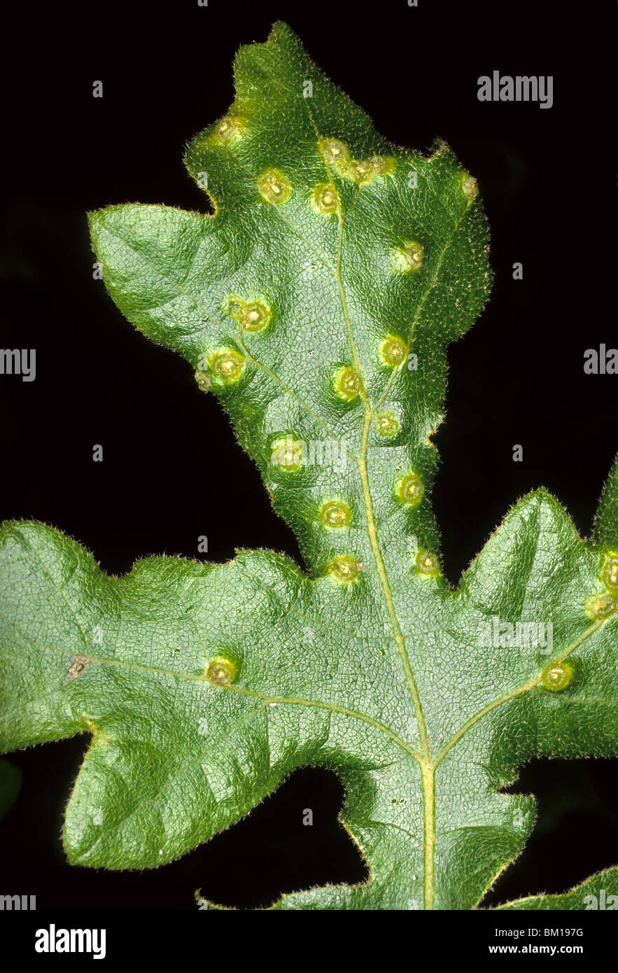 Janetia sp Gall auf Quercus Cerris, Türkei Eiche Stockfoto