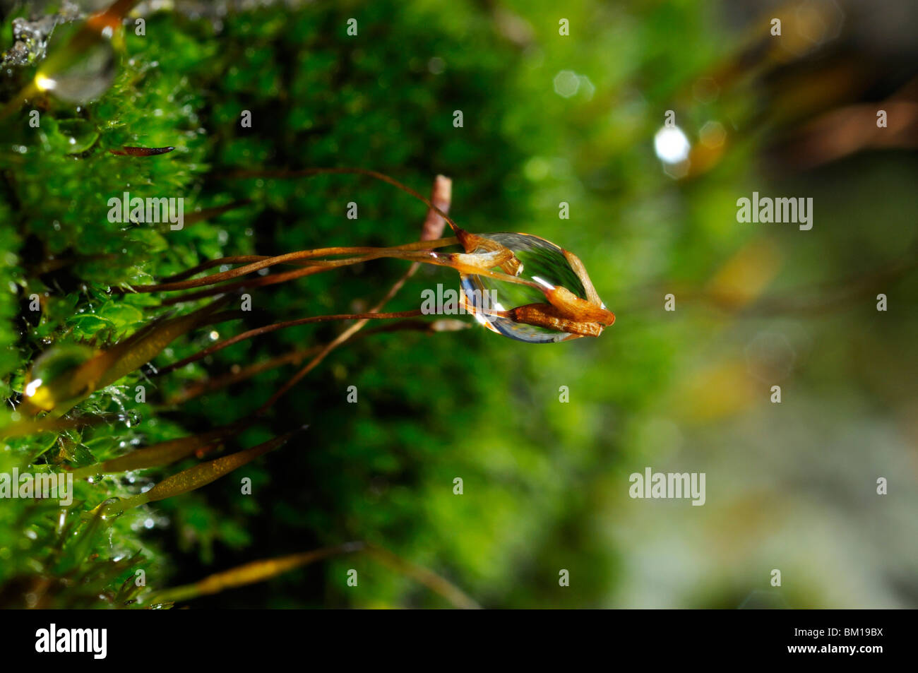 Sporophyt Stockfoto
