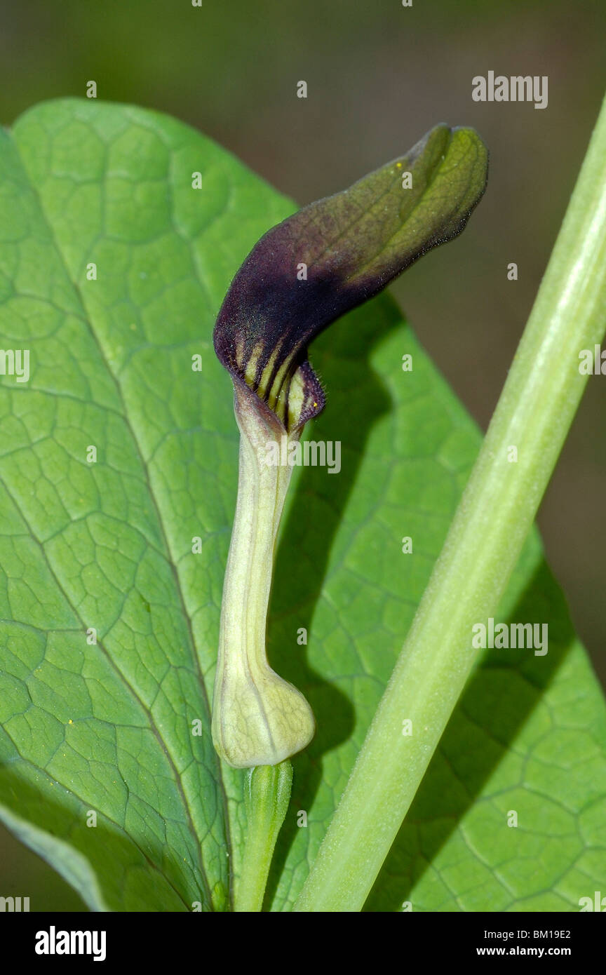 Aristolochia Rotunda, Smearwort Stockfoto