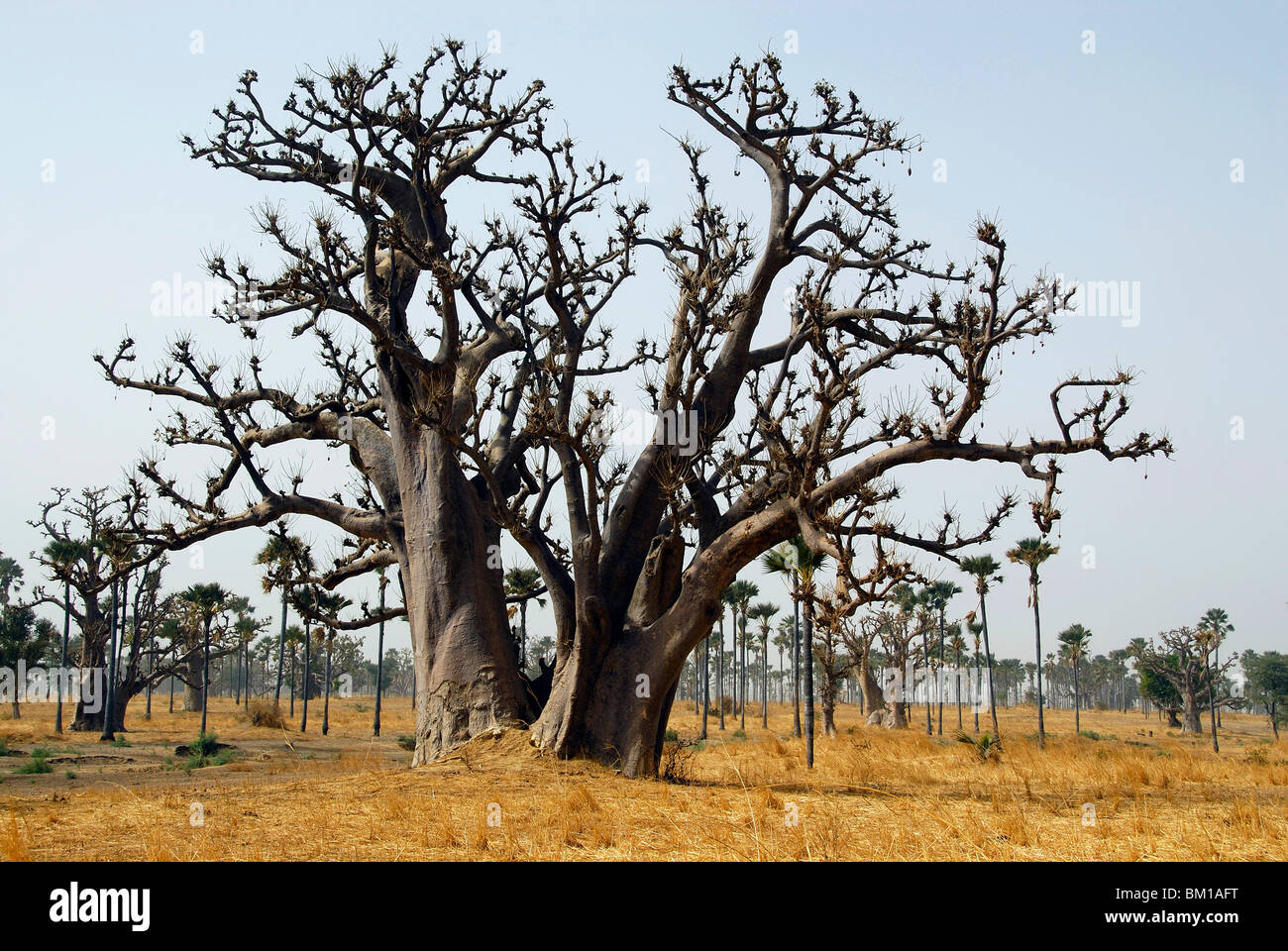 Baobab-Baum, Republik Senegal, Afrika Stockfoto