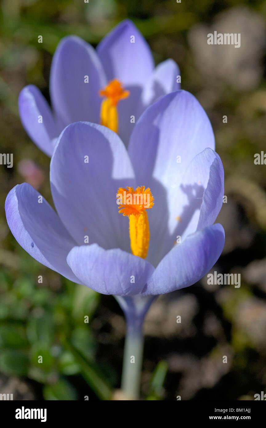 Crocus vernus Stockfoto