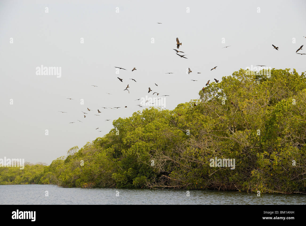 Schwarzmilan am Mangroven-Baum, Republik Senegal, Afrika Stockfoto