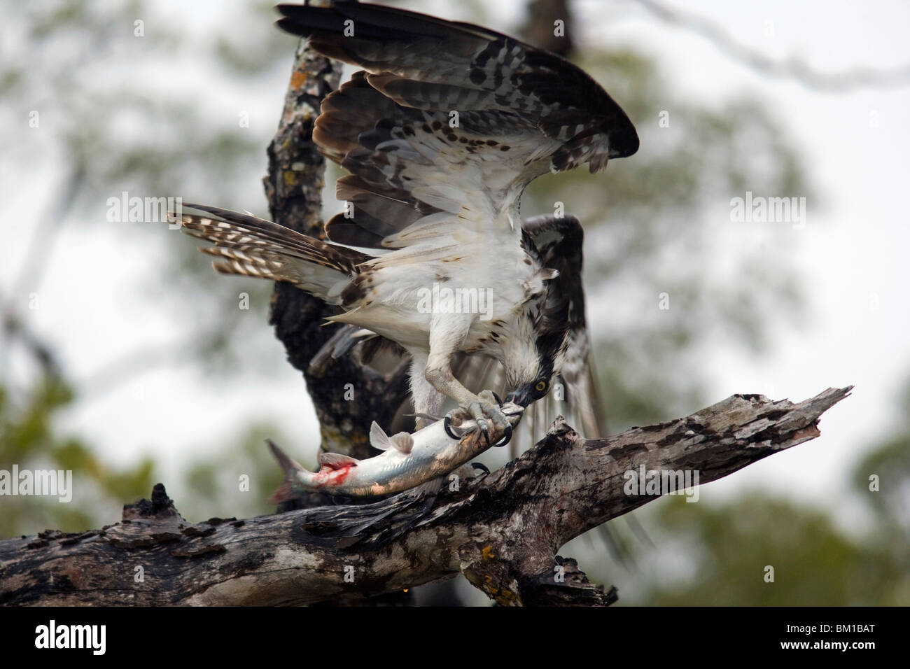 Fischadler mit Fisch - j.n. Ding Darling National Wildlife Refuge - Sanibel Island, Florida USA Stockfoto