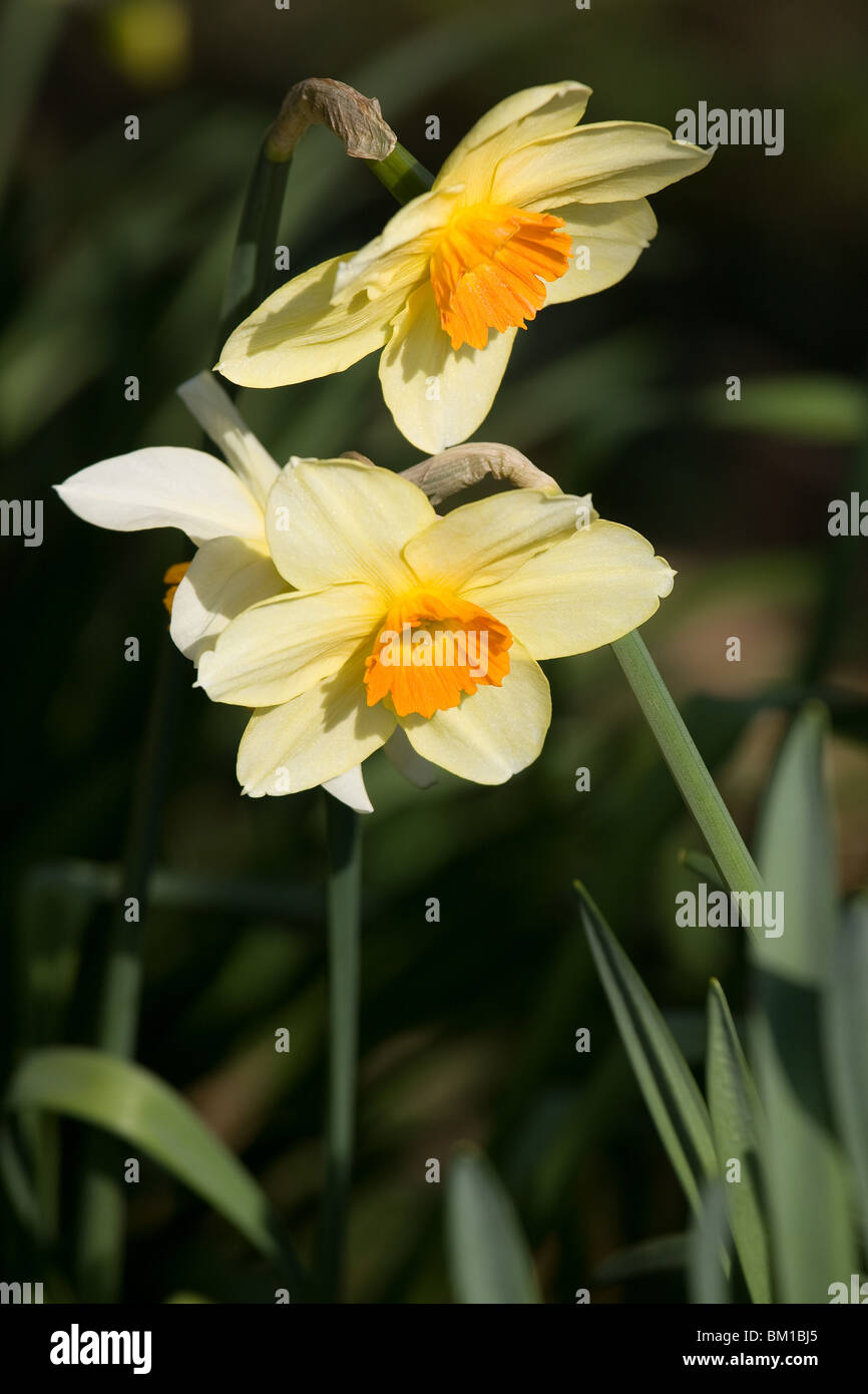 Zwei Narcissus blüht. Stockfoto