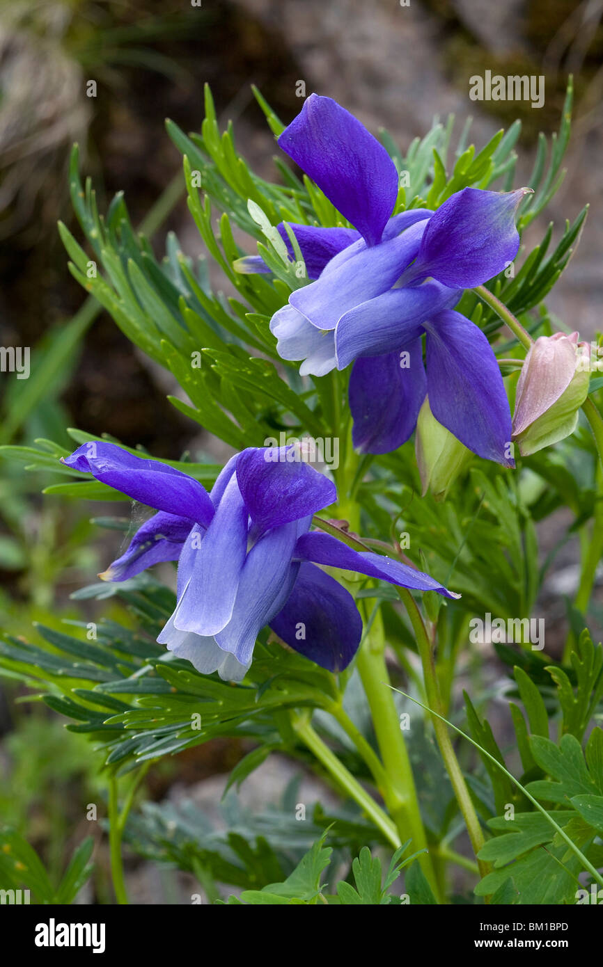 Aquilegia Alpina, Alpen Akelei, Aquilegia maggiore Stockfoto