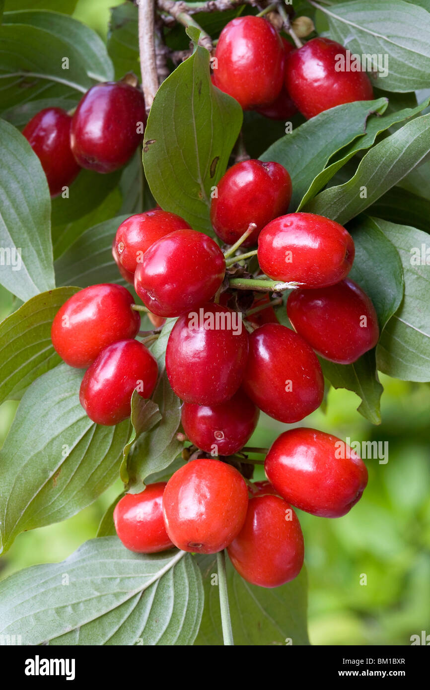 Cornus Mas, Cornelian Cherry corniolo Stockfoto