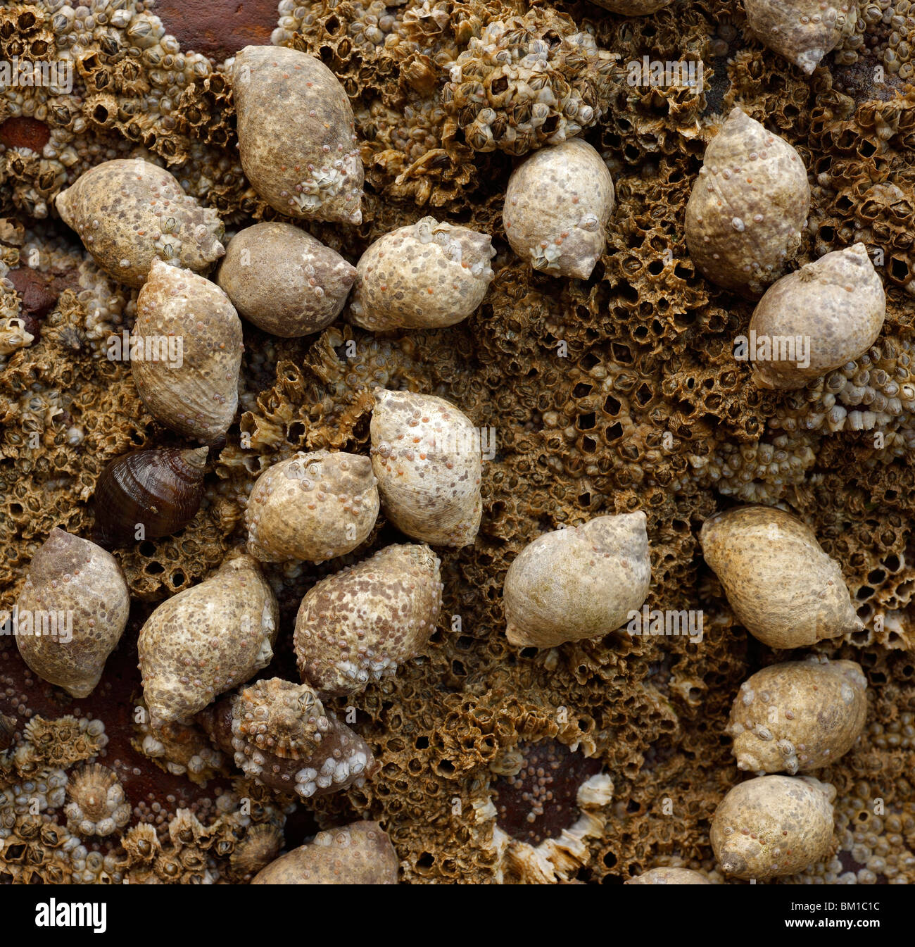 Cluster von Meeresschnecken. Stockfoto