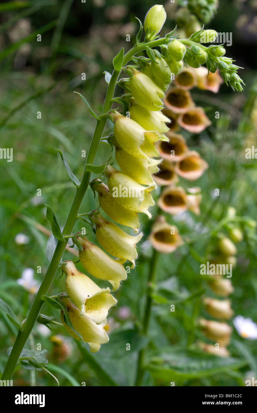 Digitalis Grandiflora, gelber Fingerhut, Digitale Grande gialla Stockfoto
