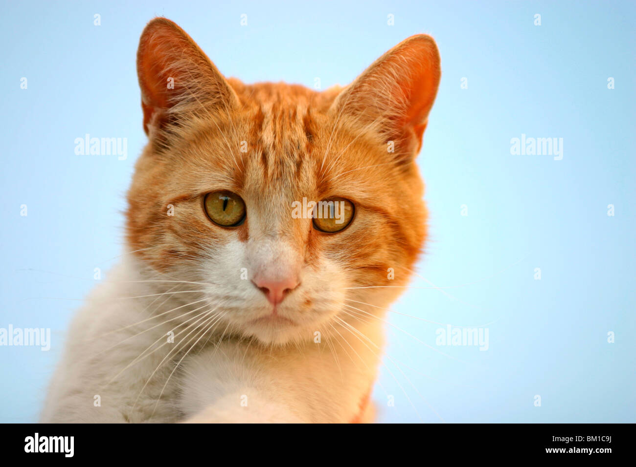 Rot-Gescheckte Hauskatze / Inland Katze-Portrait Stockfoto