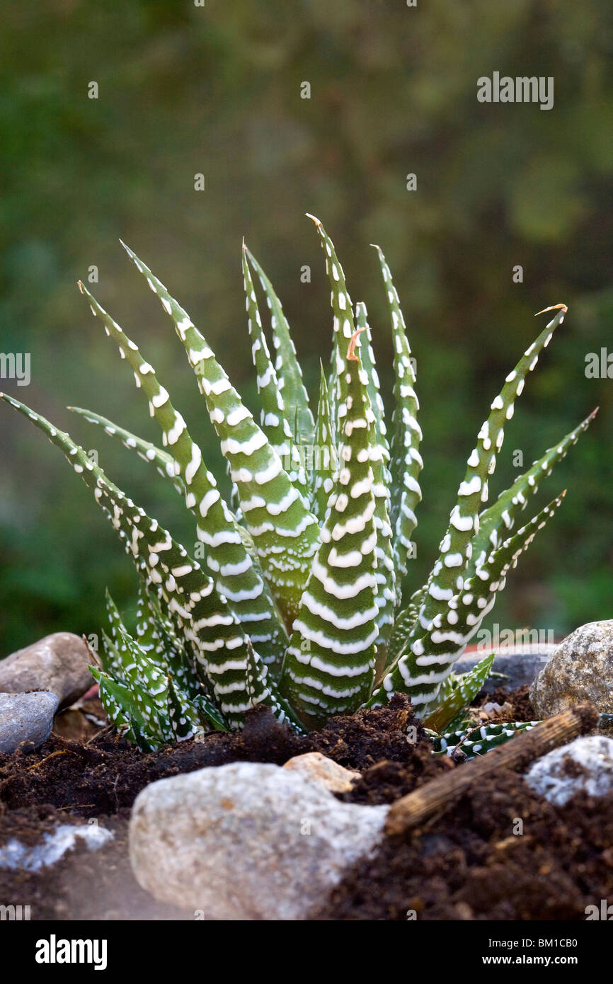 Haworthia Fasciata "Big Band" Stockfoto