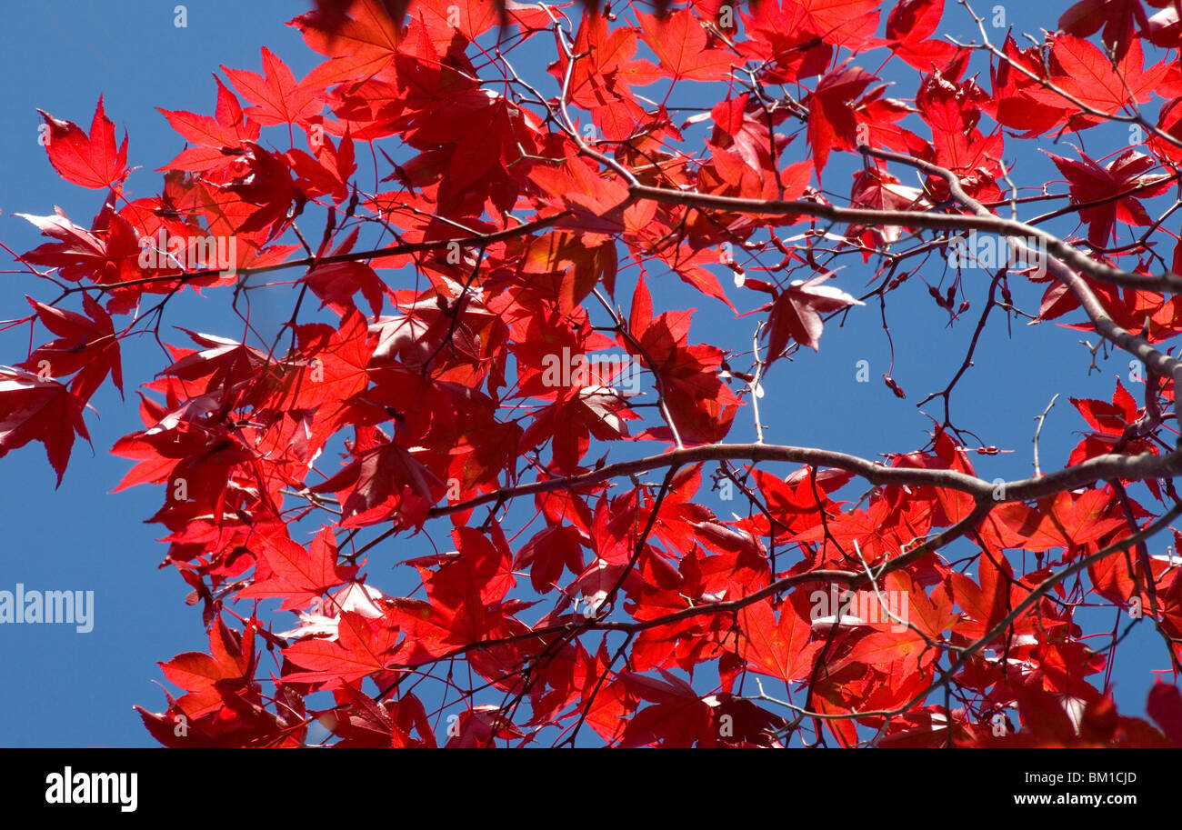 Japanische Ahorn im Herbst, Akan-Nationalpark, Hokkaido, Japan Stockfoto