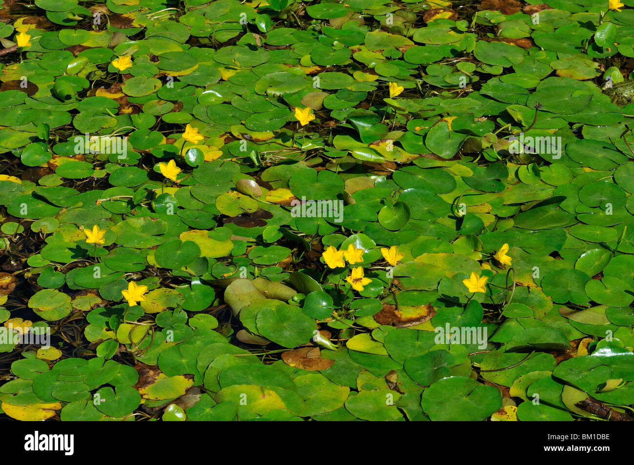 Nymphoides peltata Stockfoto
