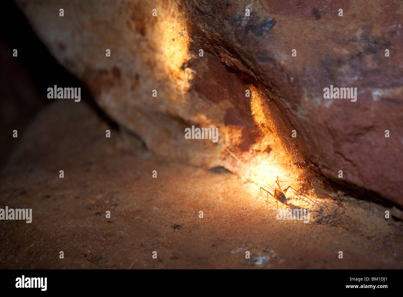 Riesigen Wurm lebt in den angestammten Mammut Höhlen, Kentucky, USA Stockfoto