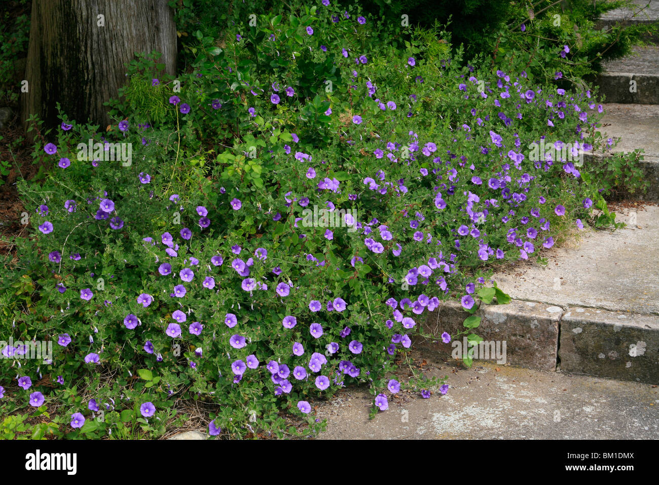 Convolvulus Sabatius (C. Mauritanicus), Boden Morning Glory, convolvolo Stockfoto