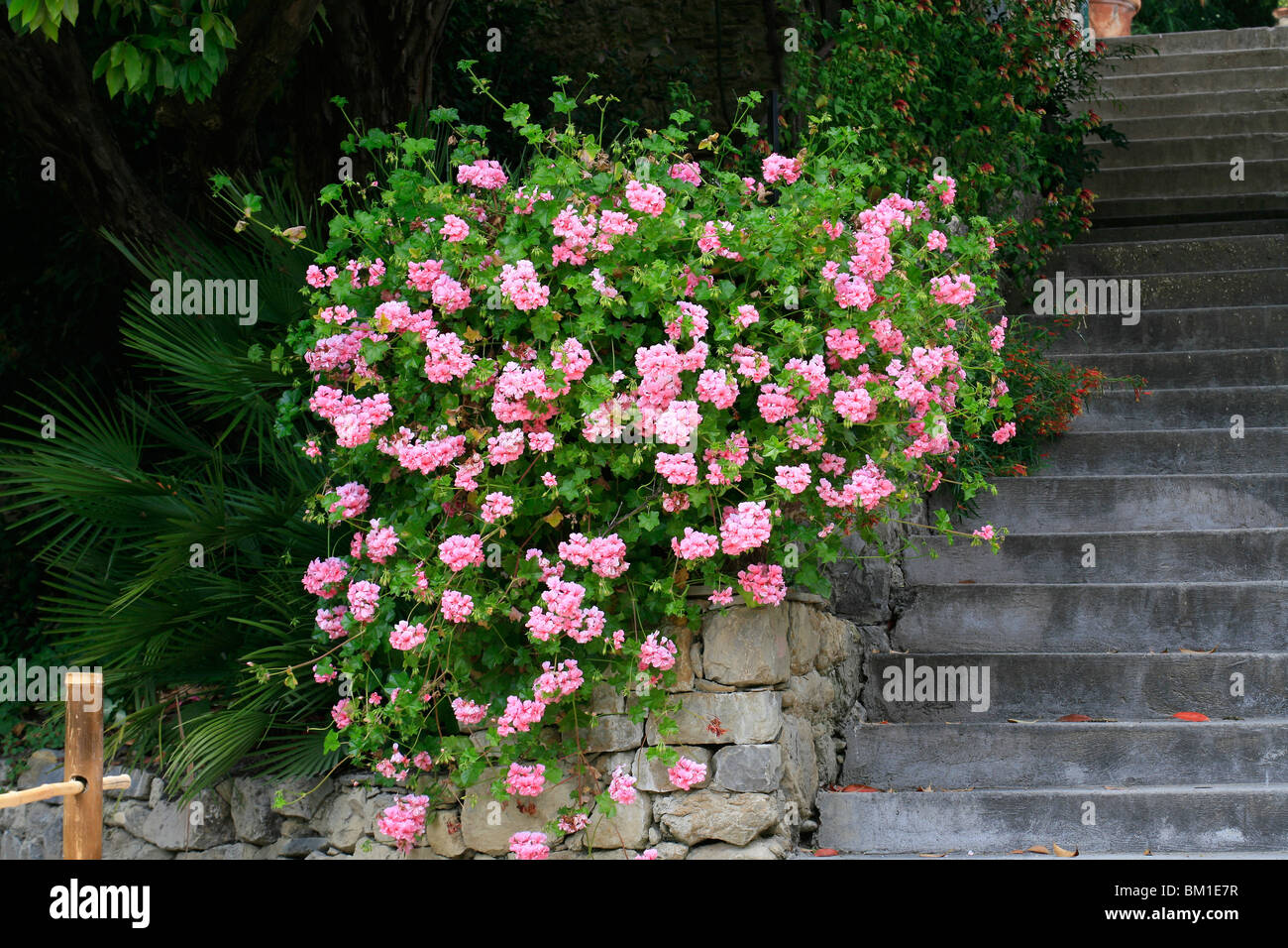 eibe pflanzen abstand Schnitthecke Eibe (Taxus baccata)