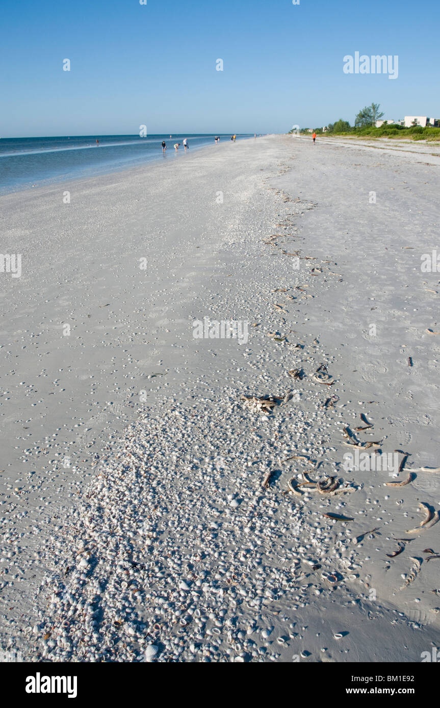 Strand bedeckt mit Muscheln, Sanibel Island, Golfküste, Florida, Vereinigte Staaten von Amerika, Nordamerika Stockfoto