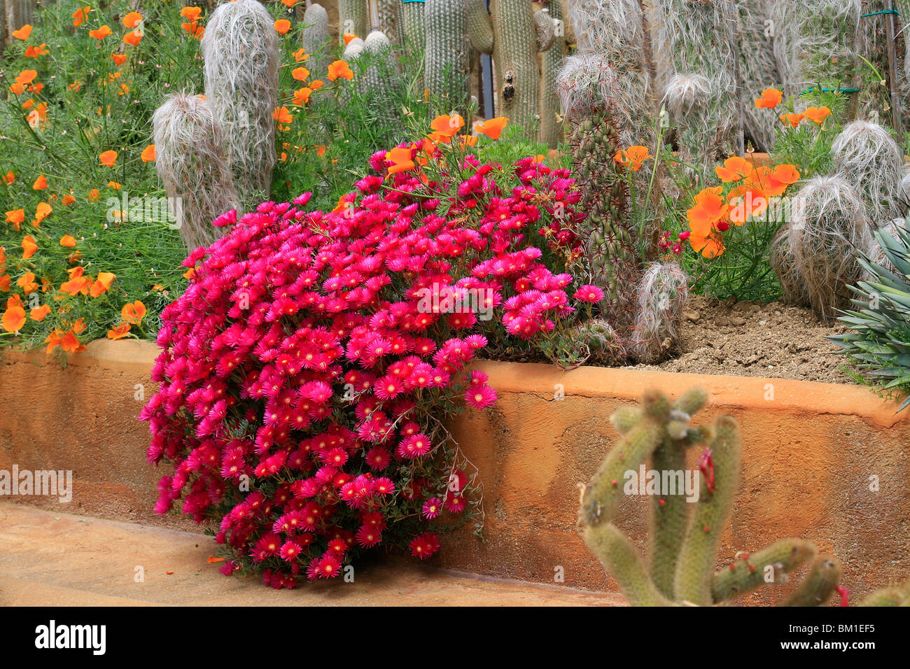 Lampranthus Spectabilis, nachgestellte Ice-Werk Stockfoto